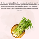 Kit 7 Óleos Essenciais 100% Puros Naturais Usado em difusores de aromas, massagens, escalda pé, etc